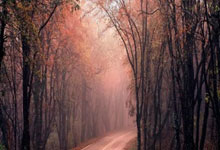 CBA季后赛外援盘点，浙江、北控、青岛3外援，9队有4名外援.：欧博官网